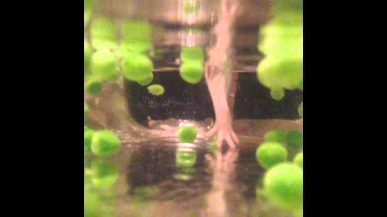 Rat Games - Pea Fishing (pet rat videos)