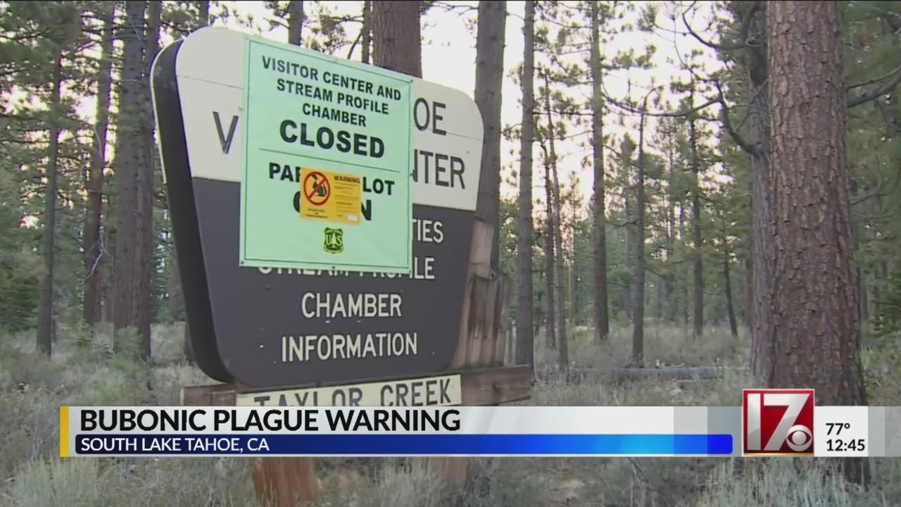 Bubonic plague warning in California YouTube