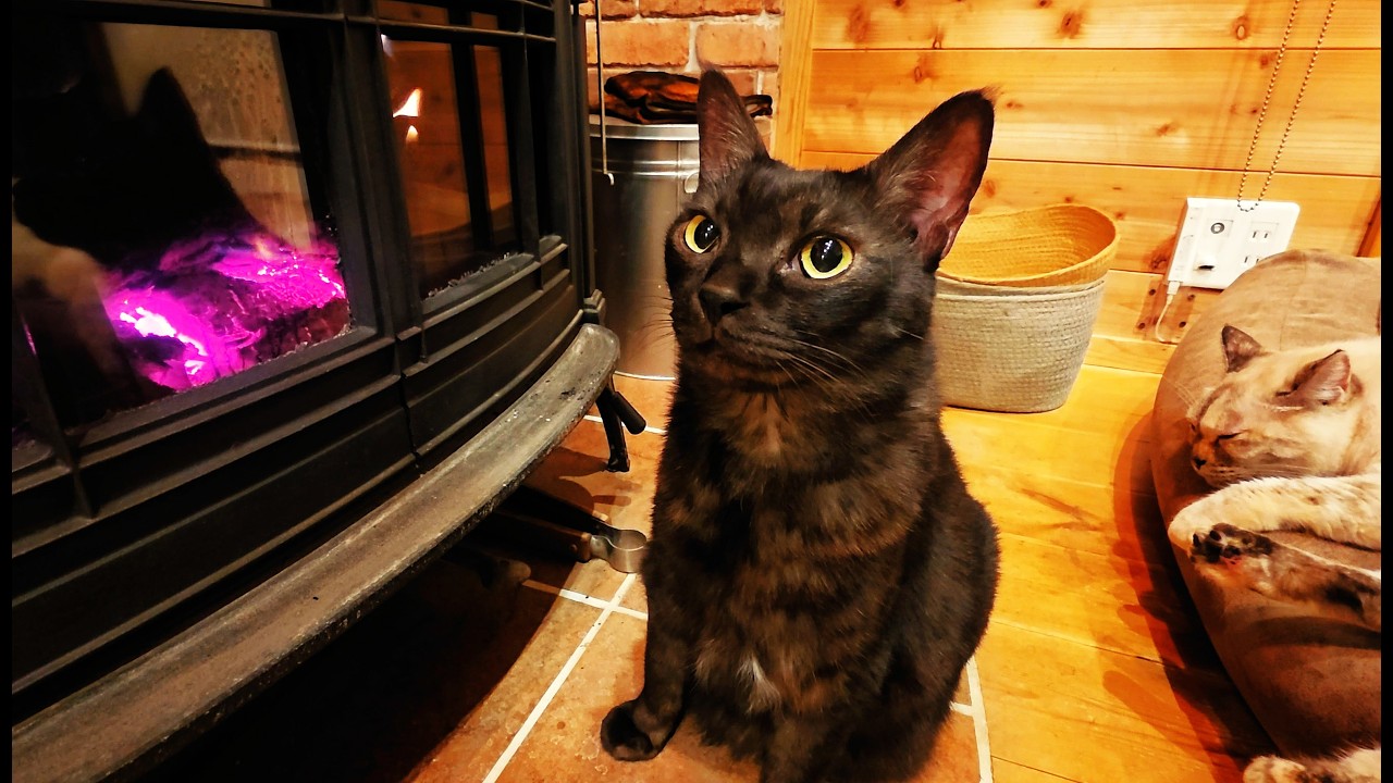【猫の冬ごもり】日向ぼっこから薪ストーブへ。りーたんの温活ルーティン。オリーブの島、小豆島のログハウスでの夫婦の島暮らしの日常。