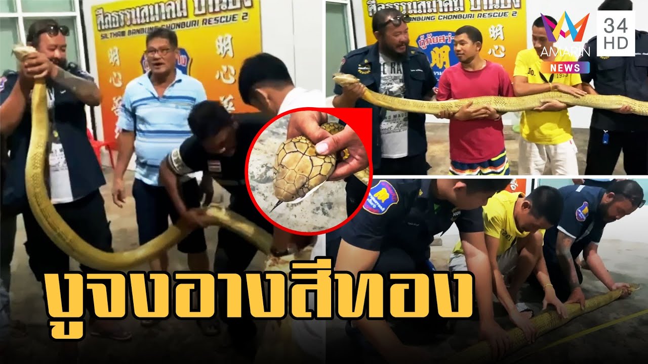จับงูจงอางสีทองไล่กินงูเห่า ตัวยาวเกือบ 5 เมตร จับกันเกือบสิบคน