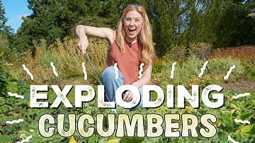 WATCH OUT! Why do these cucumbers EXPLODE?! | Maddie Moate