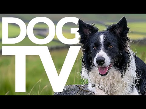 DOG TV - 20 Hours of Walking and Exploration for Dogs to Watch (Petflix)