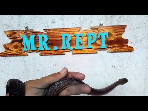 camera iphone 8 plus apk Black Copper Rat Snake (Coelognathus flavolineatus)