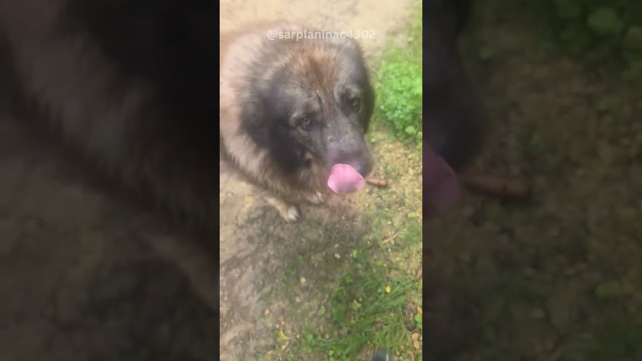 Awesome Dog Finds the Stream Before the Hike Even Starts #doghiking