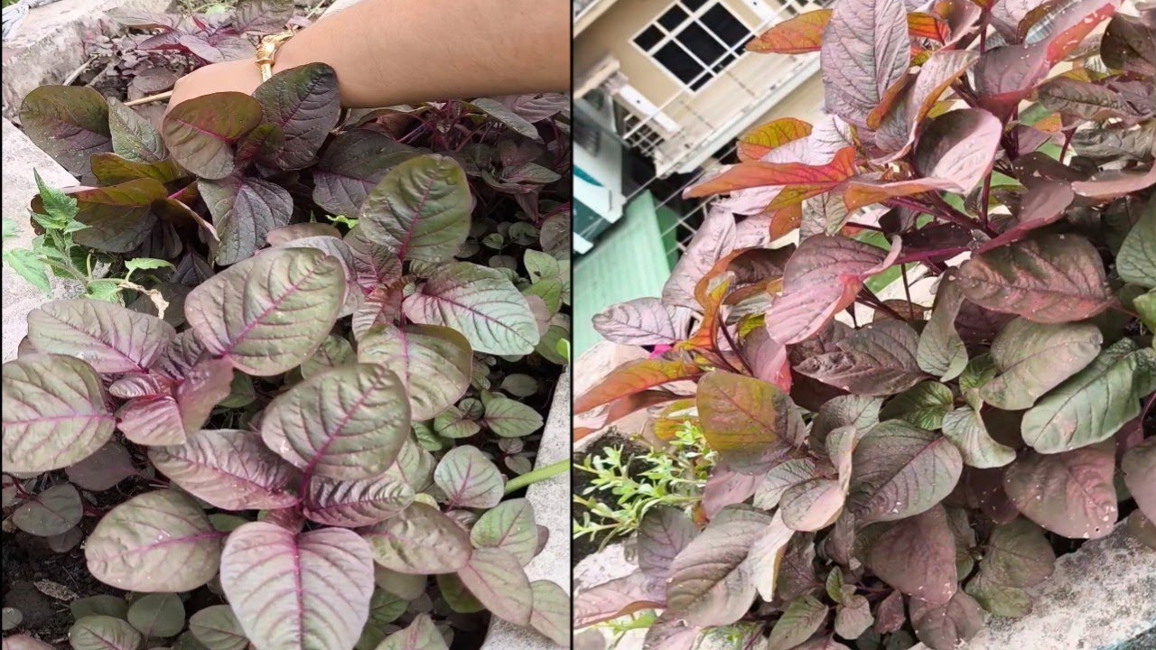 Roof garden vegetables 
