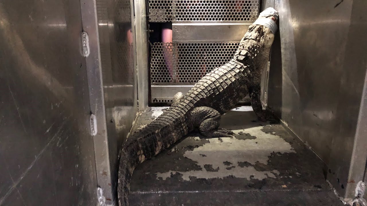 Man who owned dozens of exotic animals charged with cruelty, neglect