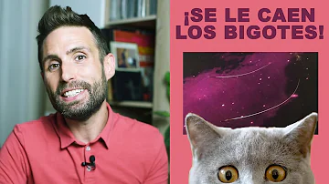 ¿Se les caen los bigotes a los gatos cuando están estresados?