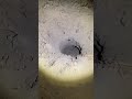 Whats lurking under your house?... #Shorts #jp.field.tested