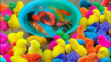 Bắt gà dễ thương, cá cảnh dễ thương, cá vàng, cá koi, cá ba đuôi đầu lân, cá bình tích