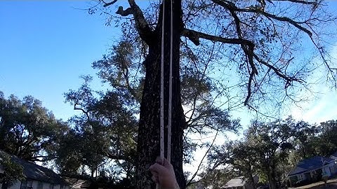 CLIMBING TREE WITH THE DOUBLE ROPE TECHNIQUE #treeclimbing #arborist #professional #climbing #2023