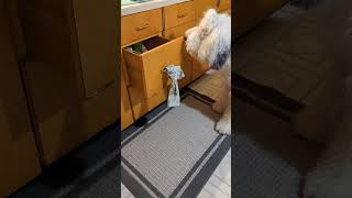 Champion Trick Dog Masters: 22 Open a Door (or drawer)