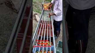homemade tomato 🍅 grading machine !!#farmers !!#viral