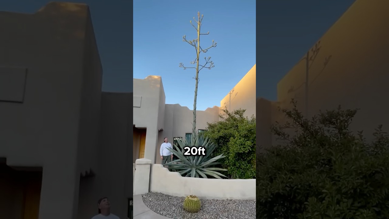 This Plant Dies Right After Blooming