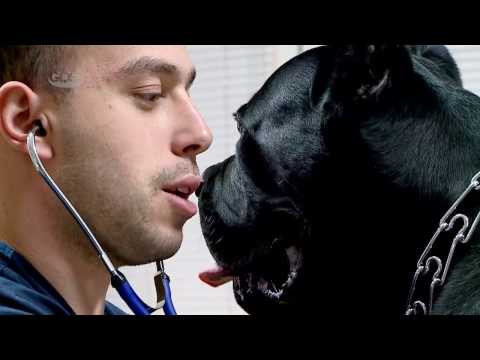 ვეტერინარის ერთი სამუშაო დღე ,,ვეტ ჰაუსში''