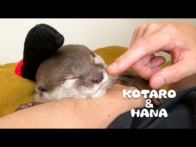 カワウソコタローとハナ　何をされても起きないハナ　Otter Kotaro&Hana Katana On the Head