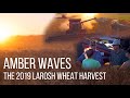 Amber Waves: LaRosh 2019 Wheat Harvest