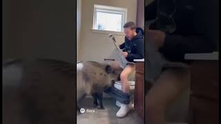 Shocking Moment A Pig Bursts Through A Window