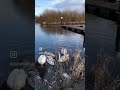 Swans at Leitrim Marina, Co. Leitrim #travel #swans #naturelovers #ireland #leitrim #marina #éire