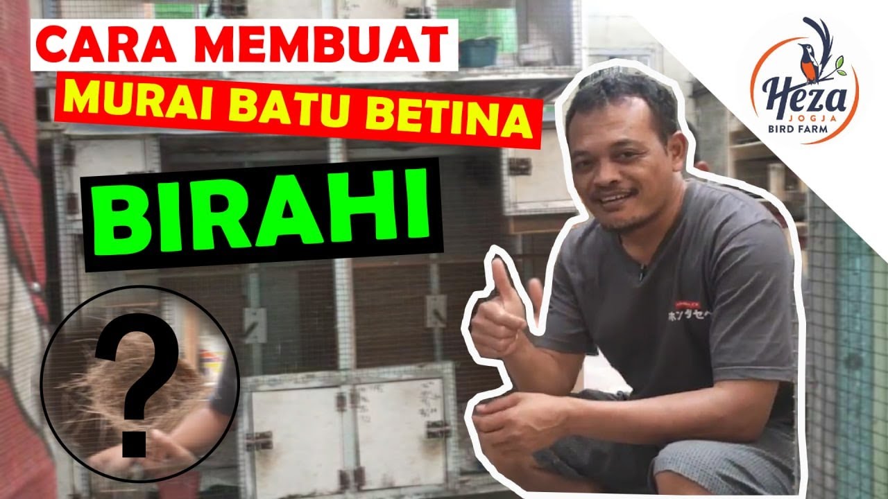 Cara membuat betina cepat birahi