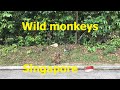 Wild monkeys in Singapore