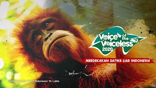 SUARA RIMBA (OST Voice of the Voiceless 2020)