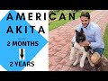 American AKITA | AKI | From puppy to adult | 2 months - 2 years | Growing | Playing | Loving | Dogs