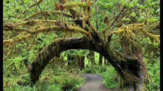 10 Wonderful Rainforests in the US (2022)