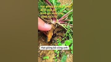 Hạt giống bồ công anh
