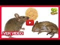 Como Eliminar Los Ratones En Casa De Forma Natural: Venenos Caseros Para Ratones Y Ratas