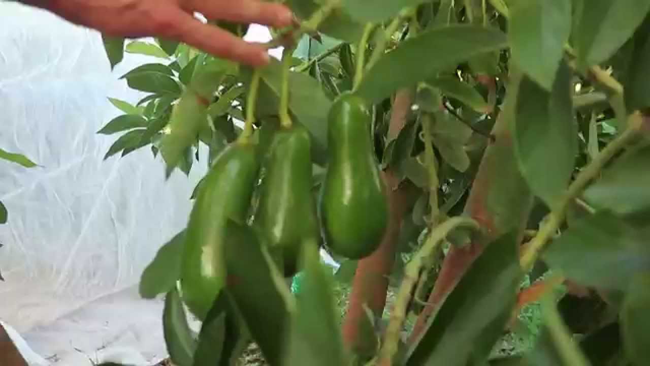 different types of avocado growing in middle east spain different types of avocado