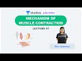 L47: Mechanism of Muscle Contraction | Human Physiology (Pre-Medical: NEET/AIIMS) | Ritu Rattewal