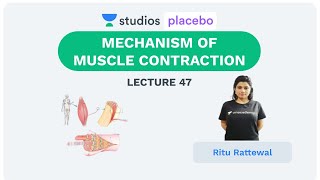 L47: Mechanism of Muscle Contraction | Human Physiology (Pre-Medical: NEET/AIIMS) | Ritu Rattewal