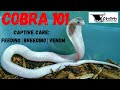 Cobra 101 Captive Cobra Care | Breeding Guide Monocled Cobra Morphs