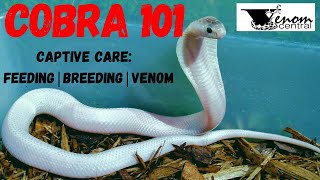 Cobra 101 Captive Cobra Care | Breeding Guide Monocled Cobra Morphs