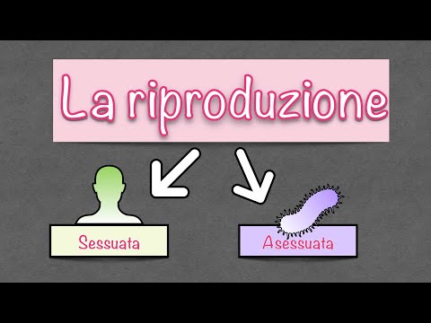 Video: Differenza Tra Riproduzione Sessuale E Asessuata