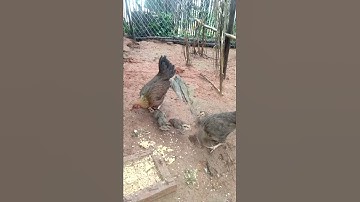 Saib Mes nyuam qaib qus pom 1 .....