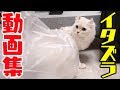 マロンのイタズラ動画集 2017〜2018