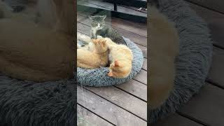 I have the coolest cats #narrowayhomestead #offgrid #farmcats #friendlycat #coolcat #famouscat