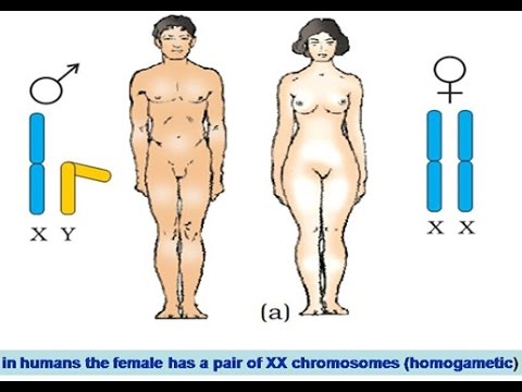 Human Sex Determination 63