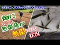 【アクアリウム/熱帯魚水槽】用水路に群れる熱帯魚をガサガサ、沢山いすぎでつまらないんですけど、デルモゲニー、パンチャックス、バンブルビーゴビー何匹いるかわからない / ついにプレコを食べました＝唐揚げ