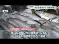 岡山県産のサワラ漁獲量が減少 前年同期の約半減...漁師「これだけ獲れなかったことはない」