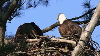Eagle cant fix the stick.  #wildbirds #birds #eagle #baldeagle #birdslover #nature