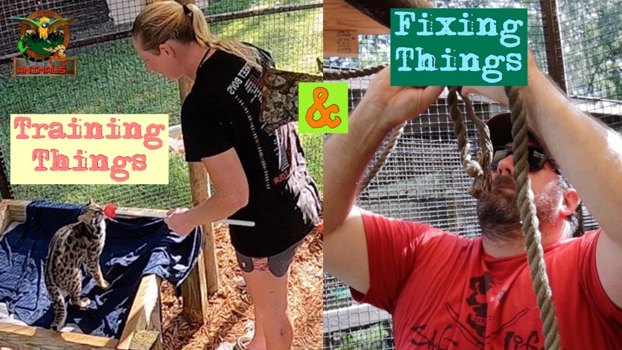 Training things and fixing things, we have a lot going on around the preserve!