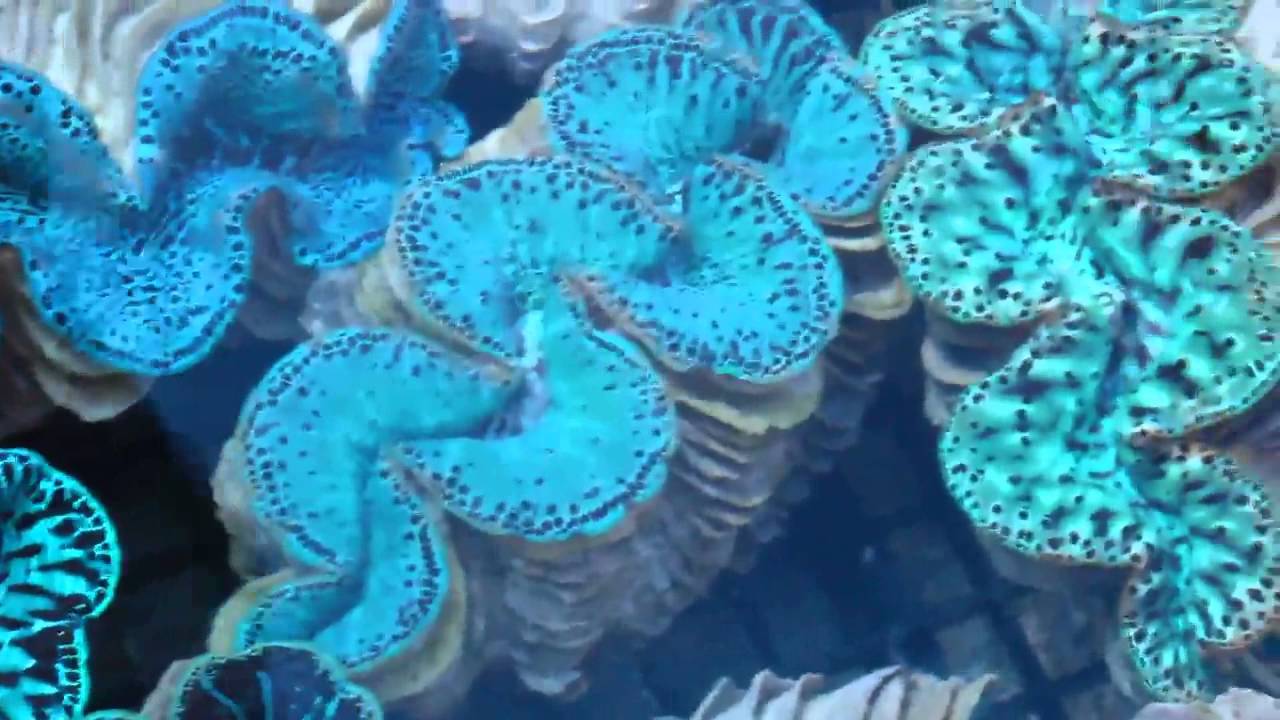 camera iphone 8 plus apk Pacific East Aquaculture May 2 Clams