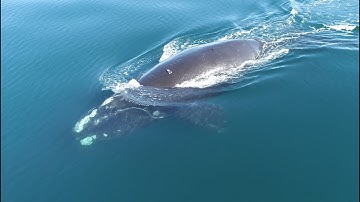Listening for Whales