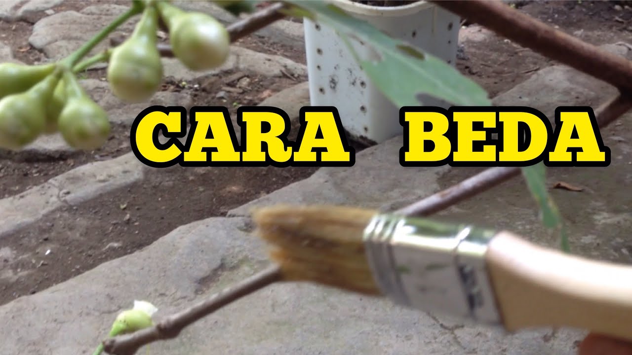 TABULAMPOT AGAR BUAH JAMBU AIR MADU DELI HIJAU TIDAK RONTOK BERBUAH JUMBO LEBAT DALAM POT