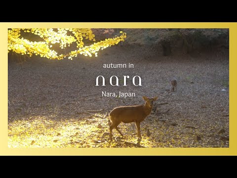 An Autumn Visit