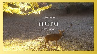 An Autumn Visit to Nara to hang out with lots of deer