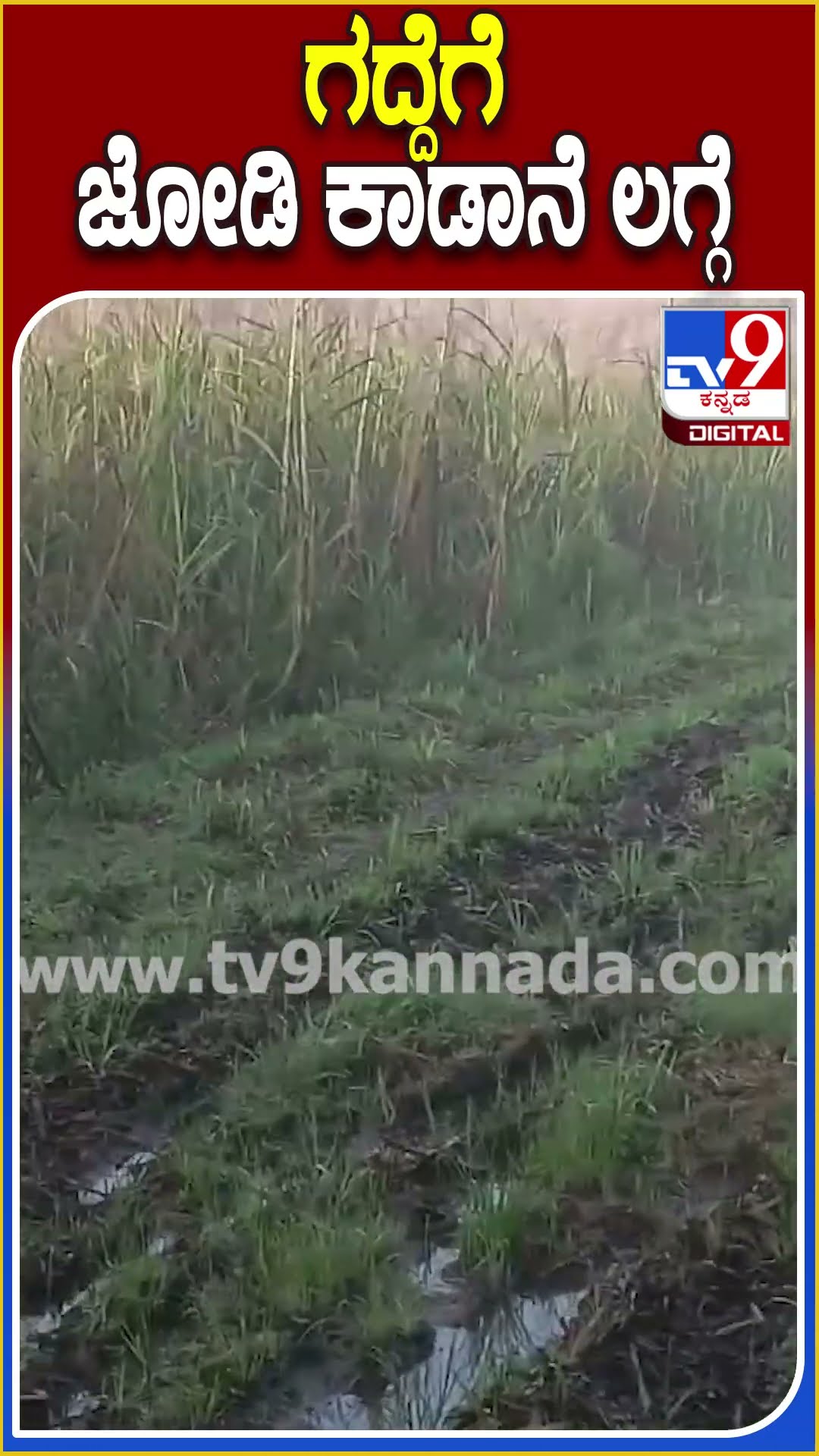 ಗದ್ದೆಗೆ ಜೋಡಿ ಕಾಡಾನೆ ಲಗ್ಗೆ! #Elephant #Tv9D