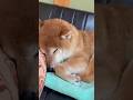 寝ている#おばあちゃん家 #柴犬#shorts
